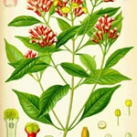 クローブ (Eugenia cariophyllus)