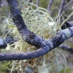 オールドマンズビアード (Usnea Barbata)