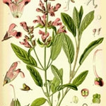 セージ (Salvia Officinalis)