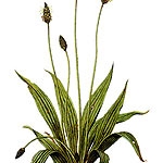 ヘラオオバコ(Plantago lanceolata)