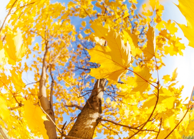 Many autumn yellow maple tree leaves in circle over blue sky on sunny October day